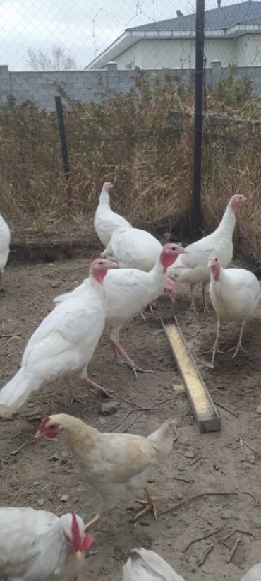 Коровы, быки: Yerli hindüskalar 5 aylıq 8 ferə 2 xoruz