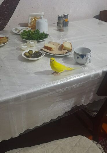 Digər quşlar: 1 aylıg qırmızı göz ələ öyrəşmiş quşdu
sumqayit — 2