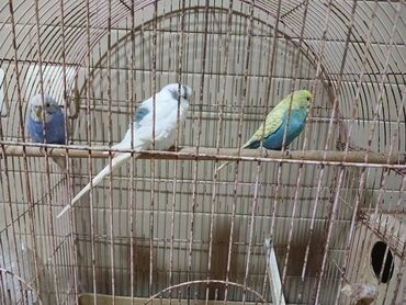 собака отдам в хорошие руки: Saıam Satılır göy papuqay biraz xəstədir 5 azn satılır o borsinin