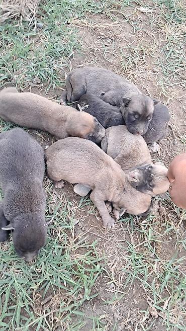 Pitbul balasıdı anasın atasın şəklin atacam lalafo.az -da Pitbul balasıdı anasın atasın şəklin atacam