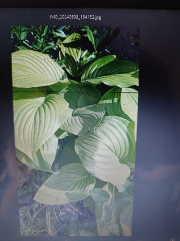 Садовые цветы и кустарники: Саженцы цветка: Платная доставка — 24