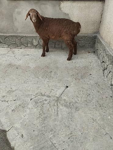 Баран, овца: Продаю | Овца (самка) | Арашан | Для разведения | Племенные — 4