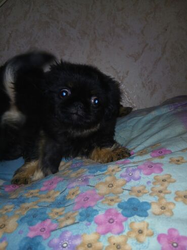 İtlər: Pekines, 2 ay, Erkek — 8