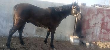 Коровы, быки: Продаю | Корова (самка) | Полукровка | Для молока | После отела — 9