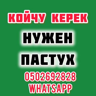 какой бизнес самый прибыльный в бишкеке: Кой бакканга малчы керек. Бишкек тарапта. Айлыкты сүйлөшөбүз