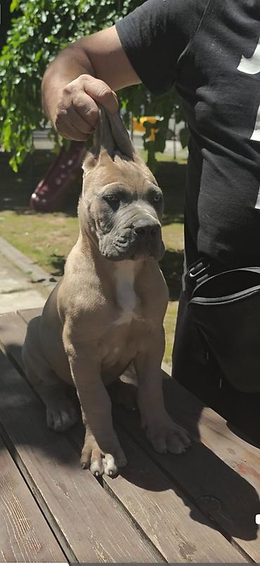 lepi psi: Odgajivačnica Cane Corso Magnum Imperium nudi na prodaju prelepe — 5
