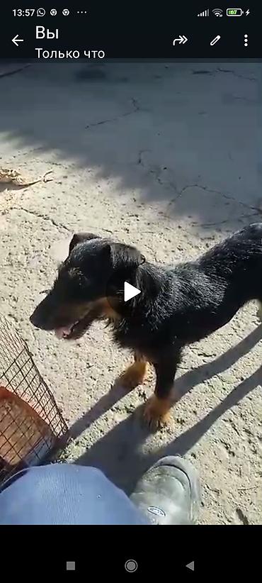 Продажа собак: Продаю щенков породы яктыръер возраст палтара месяца сука рабочая и at lalafo.kg — 8 Продажа собак: Продаю щенков породы яктыръер возраст палтара месяца сука рабочая и — 8