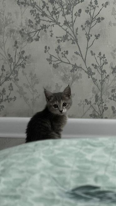 Котёнок серо-полосатый, домашний. - Окрас: классический серый табби с at lalafo.kg Котёнок серо-полосатый, домашний. - Окрас: классический серый табби с