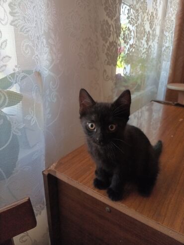 британский котик: Продаю охранника дома,весёлый котик,кушает все,к лотку приучен