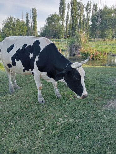 бык бельгийский: Продаю | Корова (самка) | Швицкая