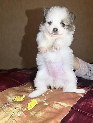 İtlər: Şpitz, 2 ay, Dişi — 1