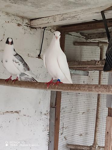 Göyərçinlər: Göyərçinlər — 5