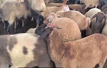 quba heyvan satisi: Təsərrüfat üçün sağlam və damazlıq keyfiyyətinə malik 10 baş ana — 3
