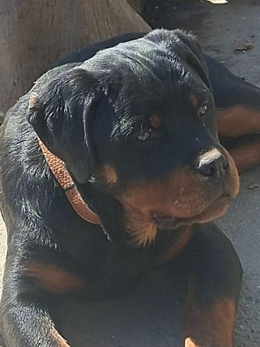 Psi: Rotvajler žensko štene oštećena 21. oktobraa 2025. Primila sve — 4