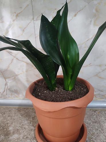 Otaq bitkiləri: Sansevieria gülü - Növ: Sansevieria trifasciata (Qaynanadili) - — 2