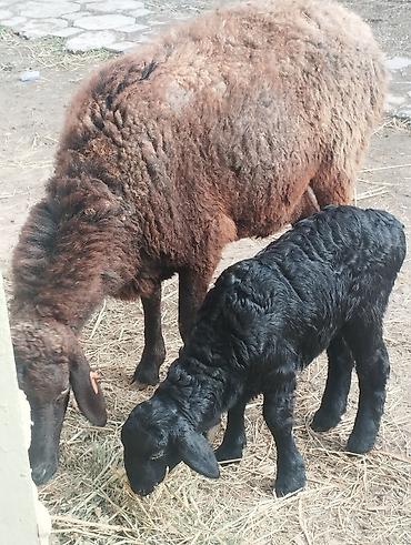 Баран, овца: Продаю | Овца (самка) | Для разведения | Матка — 6