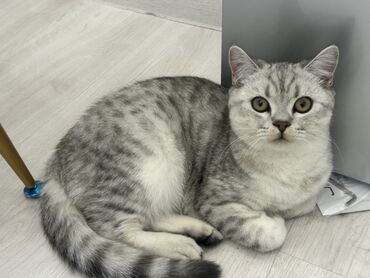 продажа домашних животных: Кот мальчик 7 месяцев Порода кота – шотландская прямоухий