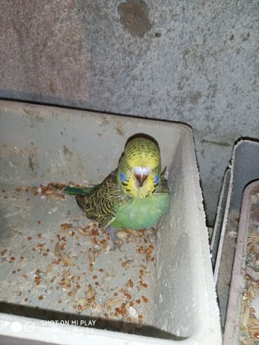 Digər quşlar: Çex cütler satılır papuqaylar təmiz qan vıstıvıcnıy vıstıvka sərgi — 32