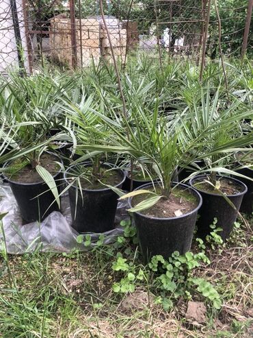 dibcekler: Xurma palmaları – qara plastik dibçəklərdə - Növ: dekorativ