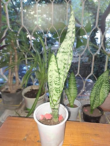 ev guleri: Sansevieria (Qayın dili) – otaq bitkisi. - Növ: Sansevieria — 2