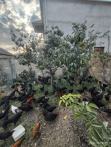 Toyuqlar: 🐔 Australorp Toyuqun cücələri satışda! Şəkildə qeyd olunmuş — 2