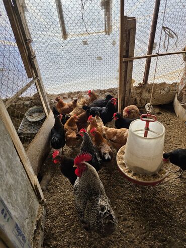 Toyuqlar: Toyuq, Damazlıq — 6