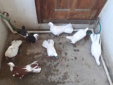 Göyərçinlər: Temiz çilpag aglar bir nəsil ag başlarda bir nəsildir.Uçan gözlü