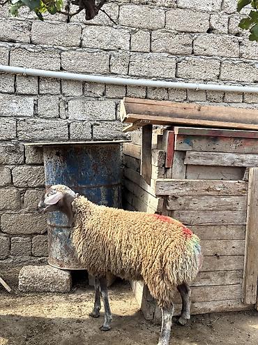 etlik: Quzu, Erkək, ay: 8, 35 kq, Ətlik, Ünvandan götürmə — 2