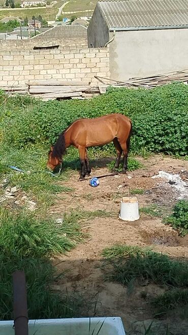 heyvanlar: Dişi, il: 5