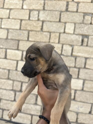 it davası 2020: Pitbul, 2 ay, Dişi, Ünvandan götürmə, Ödənişli çatdırılma