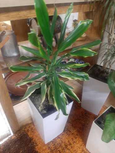 Другие комнатные растения: Комнатные растения в кашпо В продаже крупная коллекция — 5