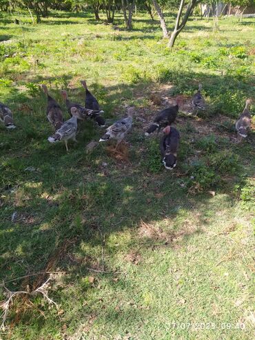heyvanlara verilen xususi adlar: Erkək, Ətlik, Ünvandan götürmə