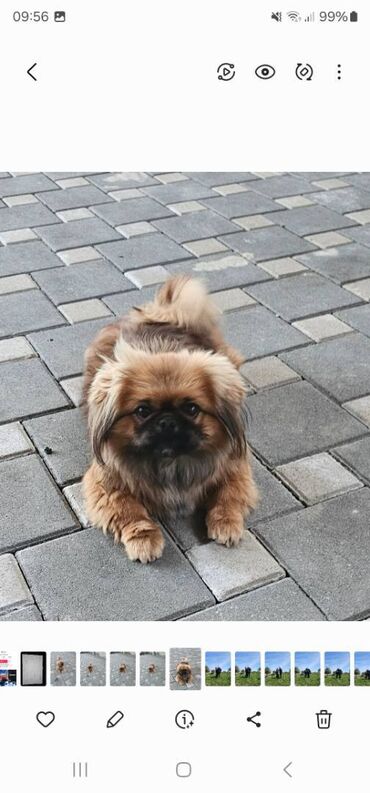 bakida pitbul satishi: Pekines, 10 ay, Dişi