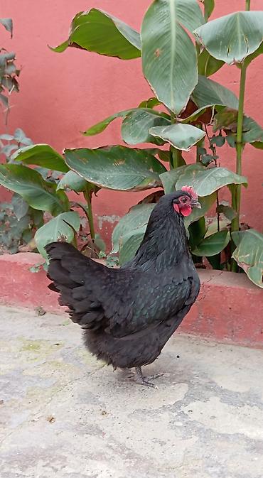 K/t heyvanları və malları: Toyuq, Australorp, Yumurtalıq — 9