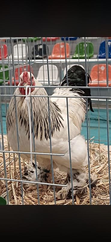 brahma: Nadir cins Brahma (Light Brahma) – damazlıq xoruz və balaları - Cins — 2