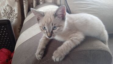 сиамский кот сколько стоит: Котята в добрые руки . Возраст 3 месяца. Два мальчика и две девочки