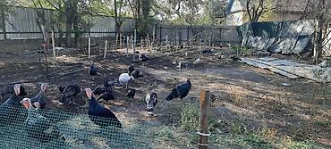 черный петух цена: Ургаачы индюк сатам баасы 4000 суйлошу жолдору бар — 4