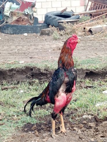 продаю бройлер: Продаю | Петух | Бойцовая | Для разведения