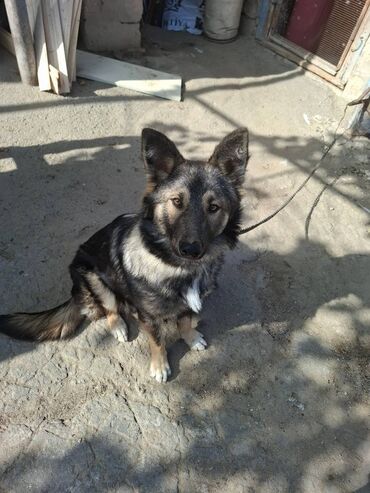 İtlər: 6 ayliqdir.korpelik weklide qoyulub.2-3 dil oyretmiwem otur uzan — 3