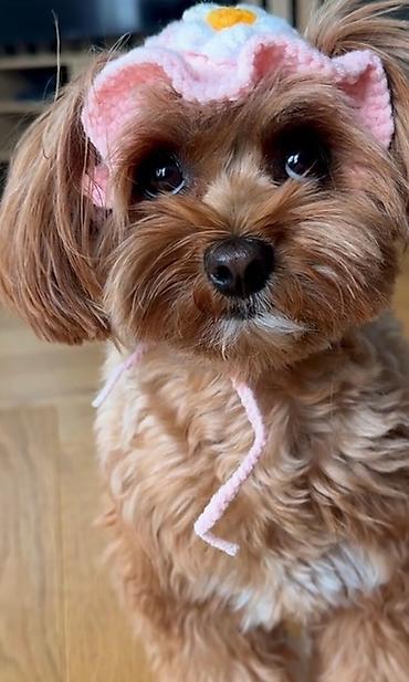 qurbanlıq heyvanlar: Maltipoo itinləri üçün yumşaq trikotaj başlıq – çiçəkli model — 1