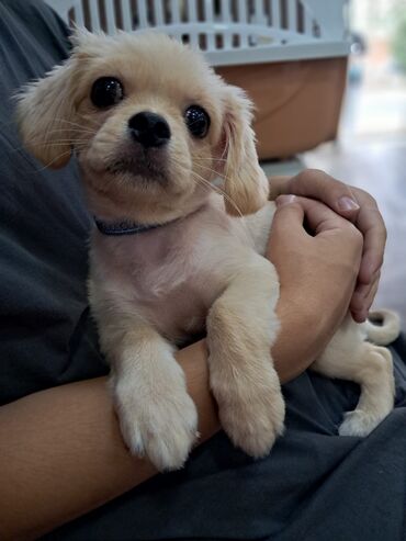 İtlər: Pekines, 4 ay, Erkek, Peyvəndli, Ünvandan götürmə