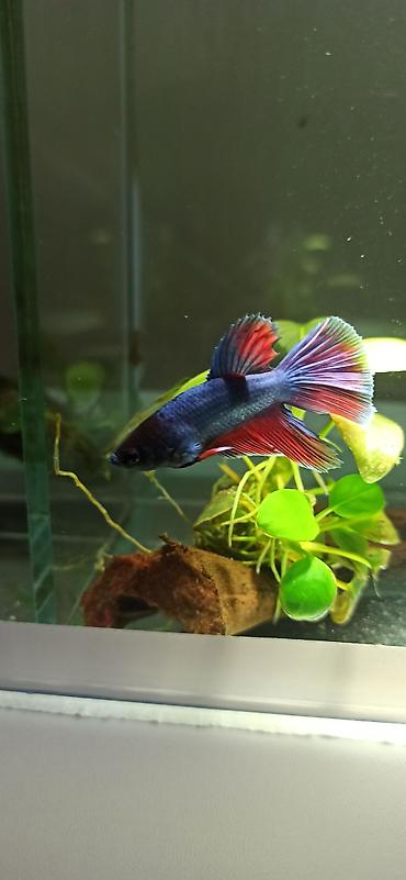 Balıqlar: Betta (Petuşok balığı), Yırtıcı — 3