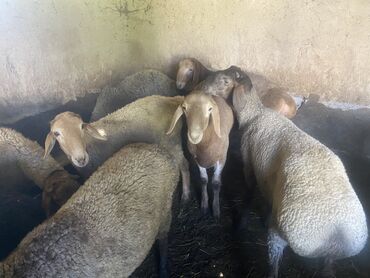 уй животных: Продаю | Баран (самец) | Гиссарская, Полукровка, Арашан | На забой, Для разведения | Кастрированные, Осеменитель