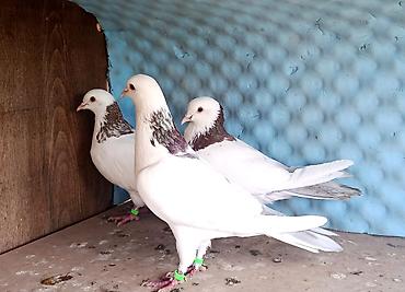 tap.az heyvanlar itler: Salam maşallah olsun 3 dene temiz qan ebresboyunlar satılır real — 1
