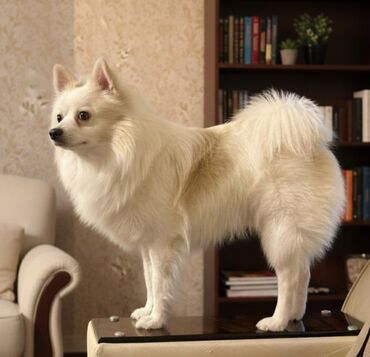 отдам даром кота: Şpitz, 4 il, Erkek