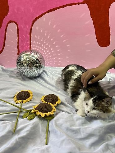 прос: Кошка даром: Манчкин, 4 месяца, Девочка, Приучена к лотку — 8