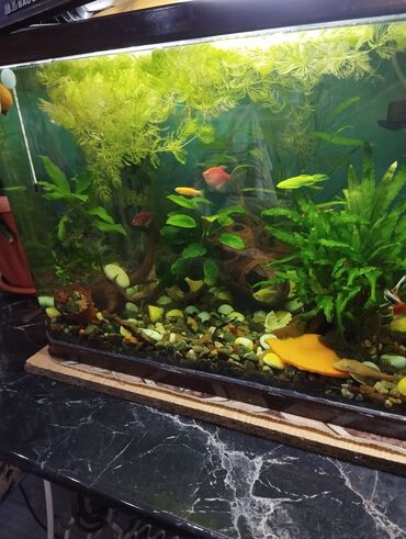 балык аквариум: Продаётся Аквариум с рыбками и со всеми декорациями