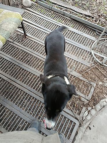 Другая автоэлектроника: Продаю контроллер 96-120 v 8- 15 kw с программным обеспечением,ЭБУ — 12