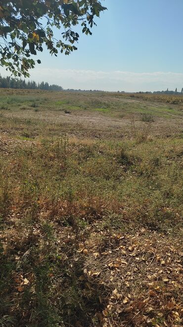 район бгу: Продаю землю 5.5 гиктар село Карла Маркса поливная аламидински раен