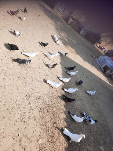 Göyərçinlər: Quşlar satılr @sarayli_qusbaz_agaselim — 7